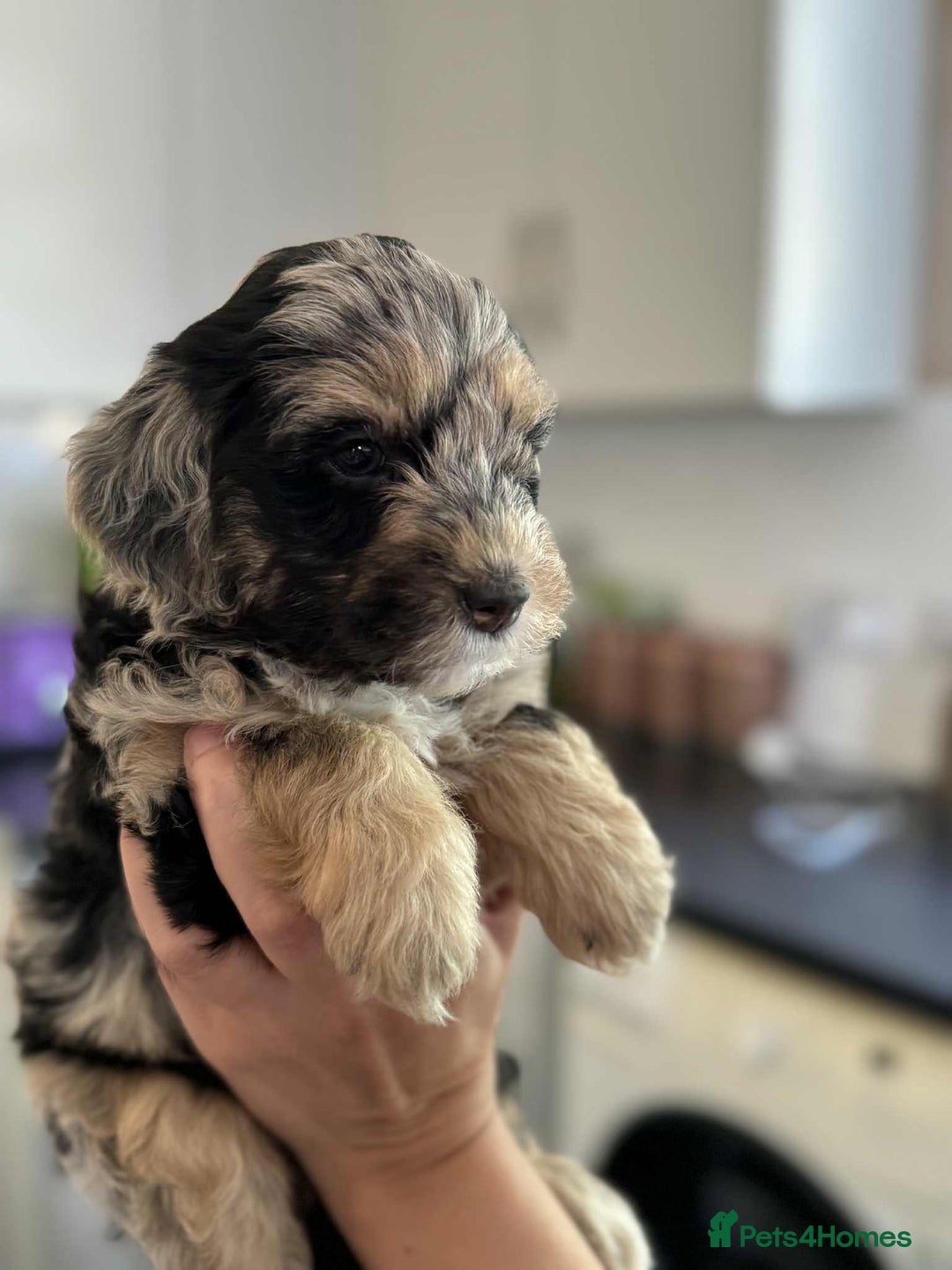 Sheepadoodle dogs for sale: F1b mini sheepadoodles - Image 20