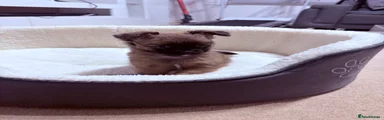 Pomchi 3