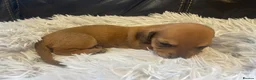 Miniature Dachshund dogs for sale: Beautiful Purebred Miniature Dachshund Puppies 🐾 - Advert 23