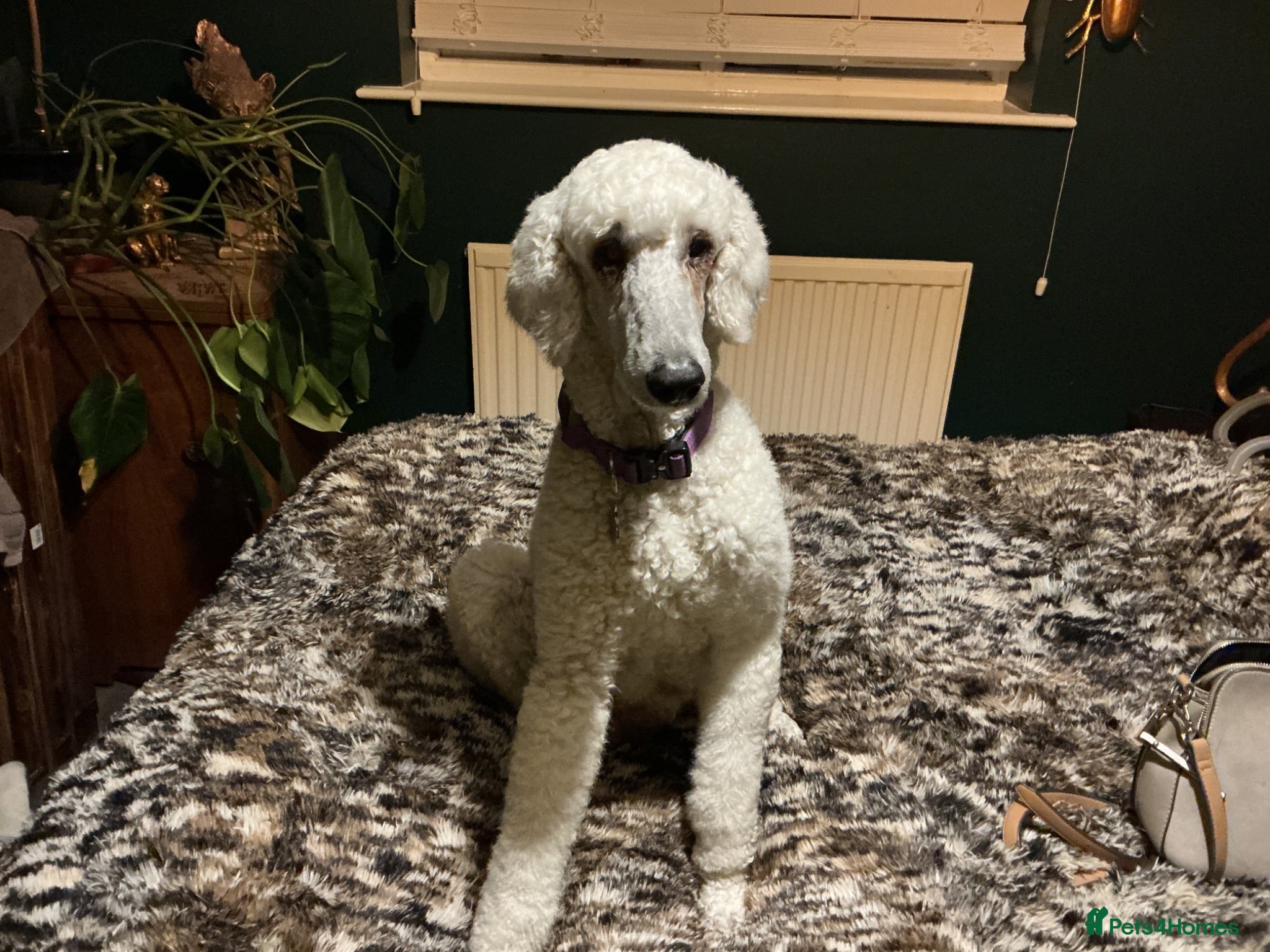 Standard Poodle dogs Standard poodle pups for sale  - Advert 1