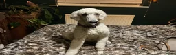 Standard Poodle dogs for sale: Standard poodle pups for sale  in Basildon - Advert 1