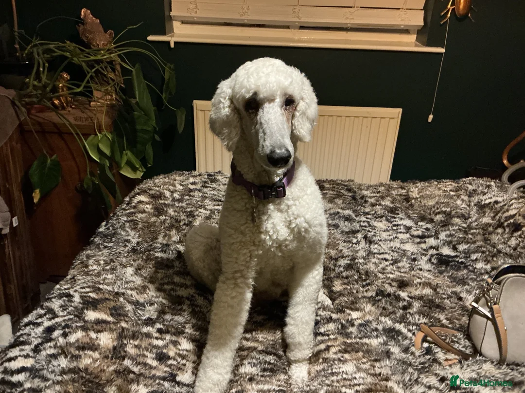 Standard Poodle dogs for sale: Standard poodle pups for sale  in Basildon - Advert 1