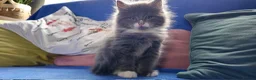 Mixed Breed cats for sale: Beautiful Grey & White Kittens – Boy and Girl in Crewe - Advert 6