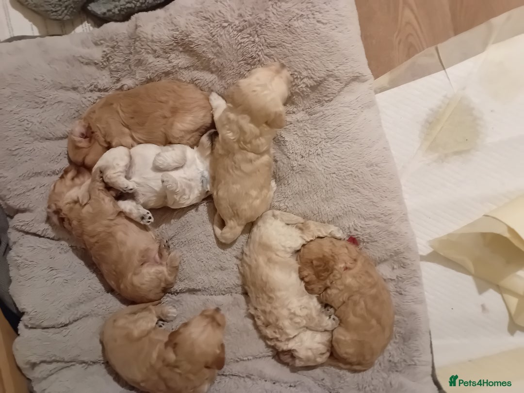 Cockapoo dogs for sale: Stunning Cockapoo puppies - Advert 8