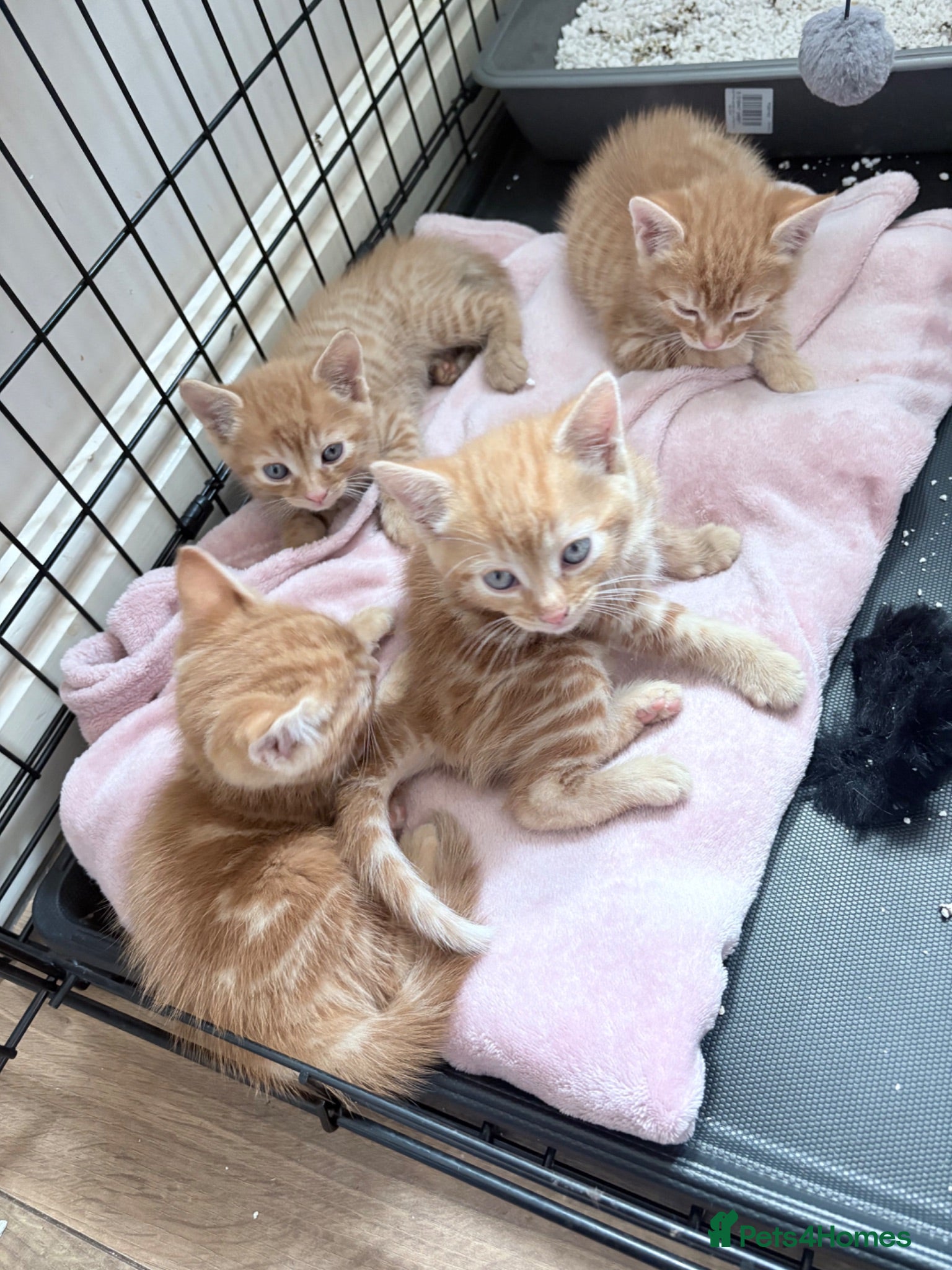Domestic Shorthair cats 2 beautiful ginger baby’s  - Advert 1