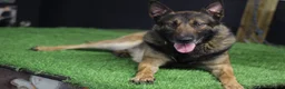 Belgian Shepherd Dog dogs for stud: FCI Belgian Malinois for Stud - Advert 4