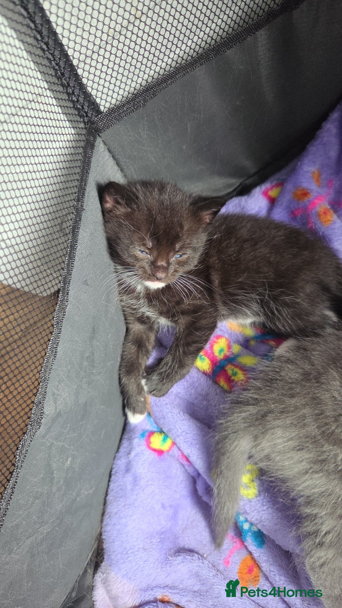 Mixed Breed cats for sale: 5 black and white kittens for sale - Advert 3