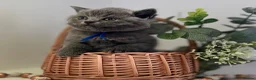 British Shorthair cats for sale: GCCF British short hair boy  - Advert 21