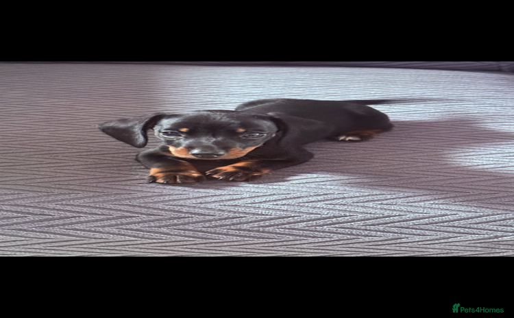 Dachshund dogs - Advert 2