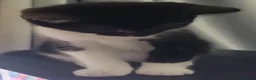 Domestic Shorthair cats for sale: Ready to Fly the Nest  - Advert 32
