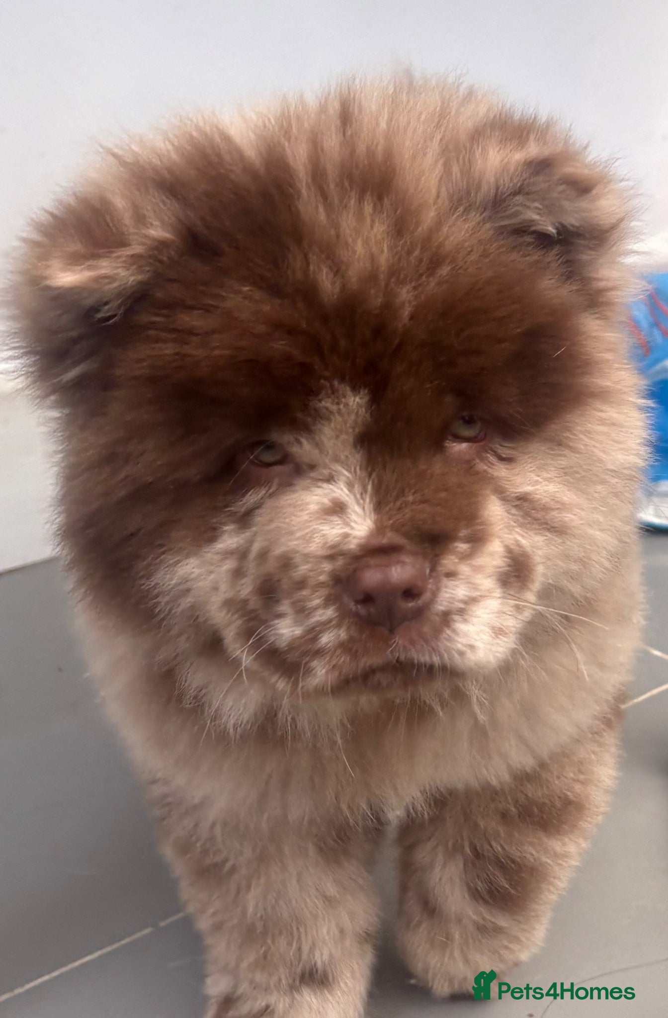 Chow Chow dogs Chow chow puppy’s  - Advert 9