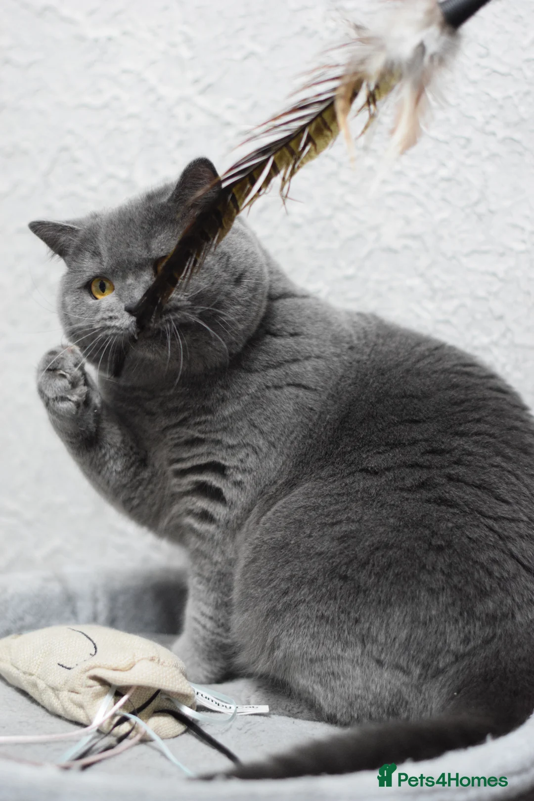 British Shorthair cats for stud: Amazing blue BSH in Corby - Advert 7