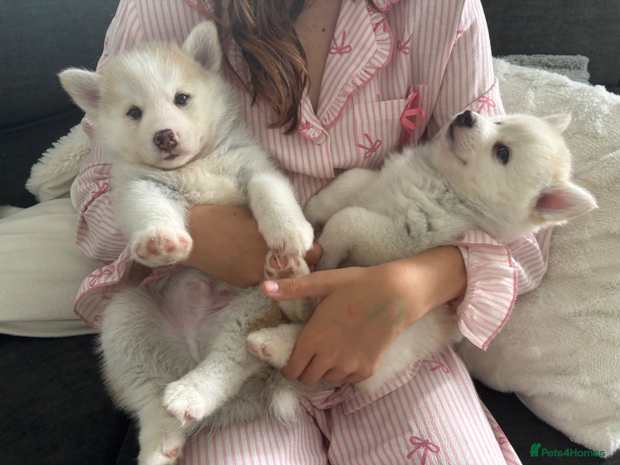 Pomsky dogs Last 2 now reduced 🩷  F3 real pomsky puppies  - Advert 6