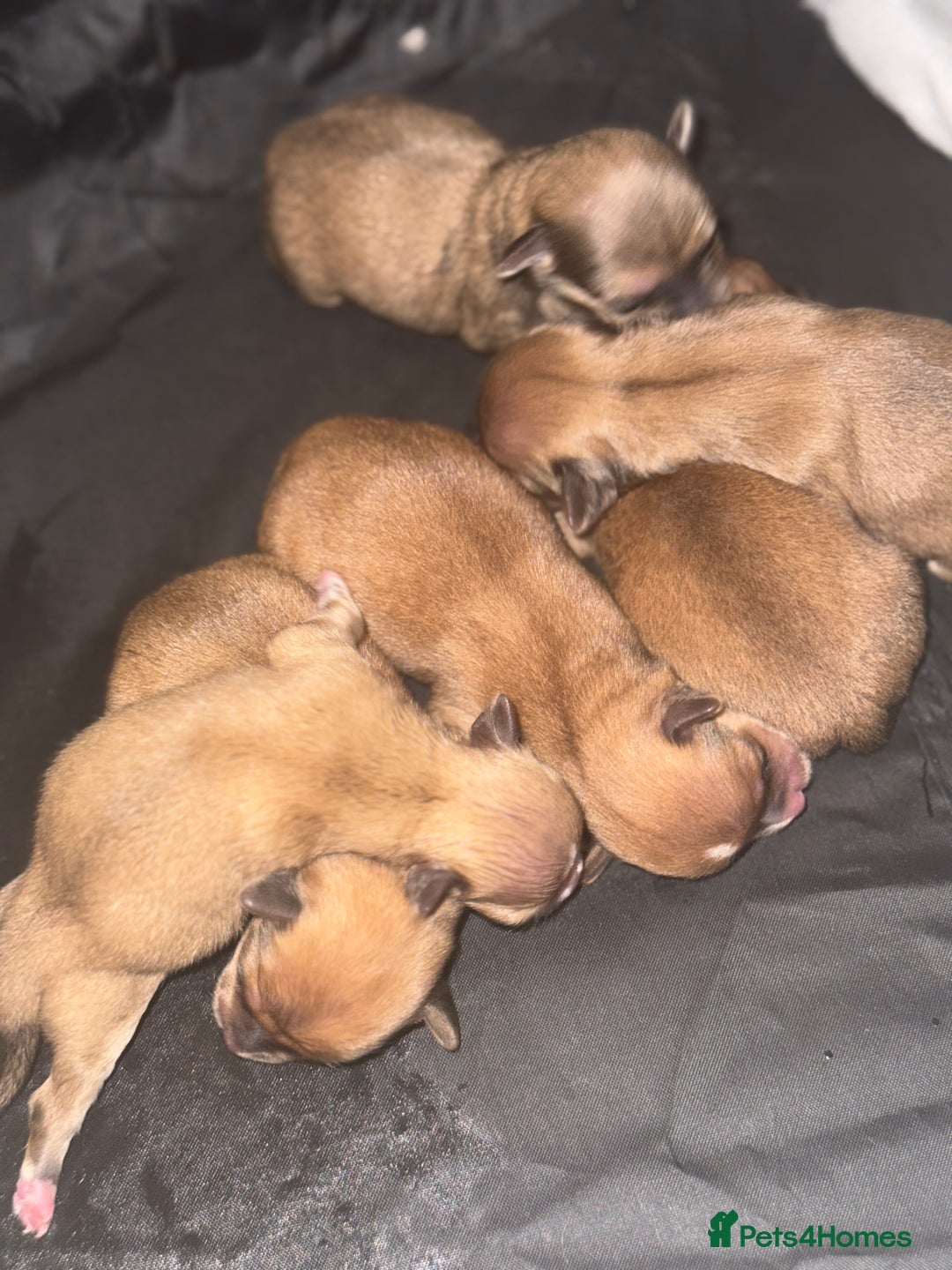 Mixed Breed dogs for sale: Maltese x JackChi Puppies - Ready to Reserve - Advert 6