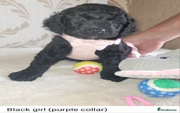 Cockapoo dogs for sale: Cockapoo F2 puppies 8 weeks old. - Image 6