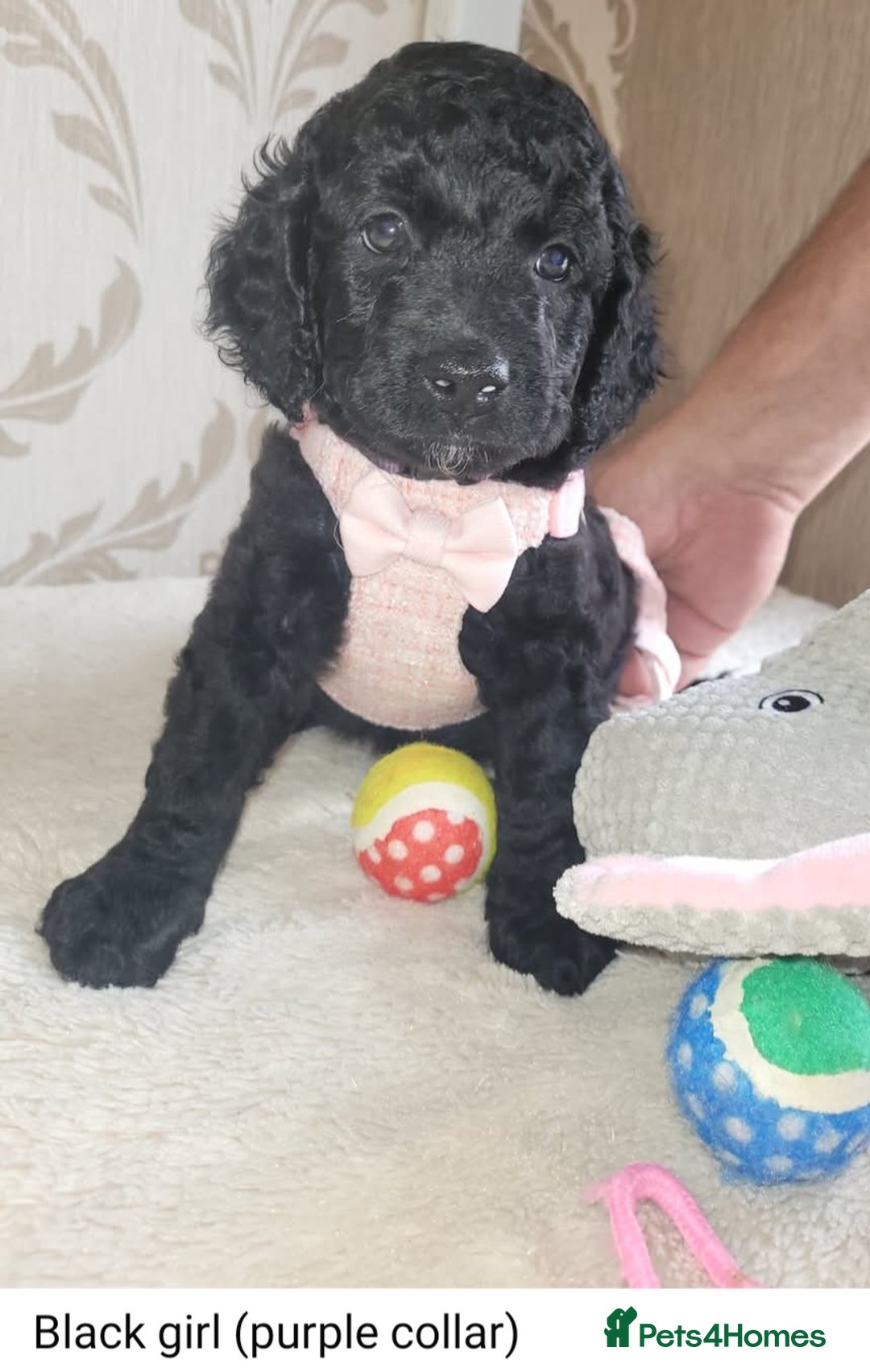 Cockapoo dogs for sale: Cockapoo F2 puppies 8 weeks old. - Image 6