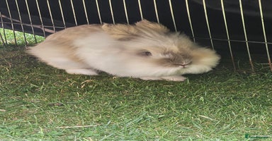 Lionhead rabbits - Advert 15