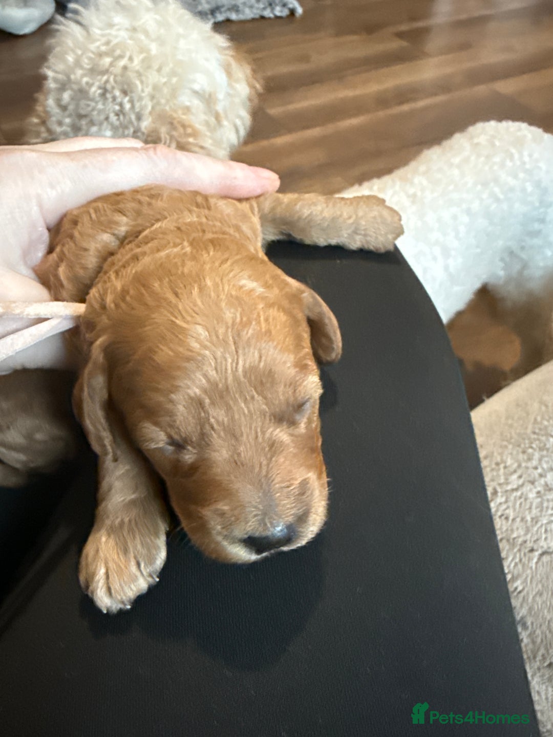 Labradoodle dogs for sale: Beautiful labradoodles  - Advert 11