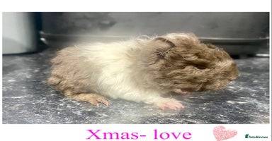 Guinea Pig rodents - Advert 8