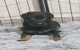 German Shepherd dogs for sale: Working line german shepherd puppies  - Image 3