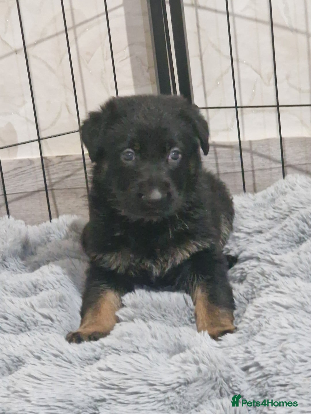 German Shepherd dogs for sale: Working line german shepherd puppies  - Image 3