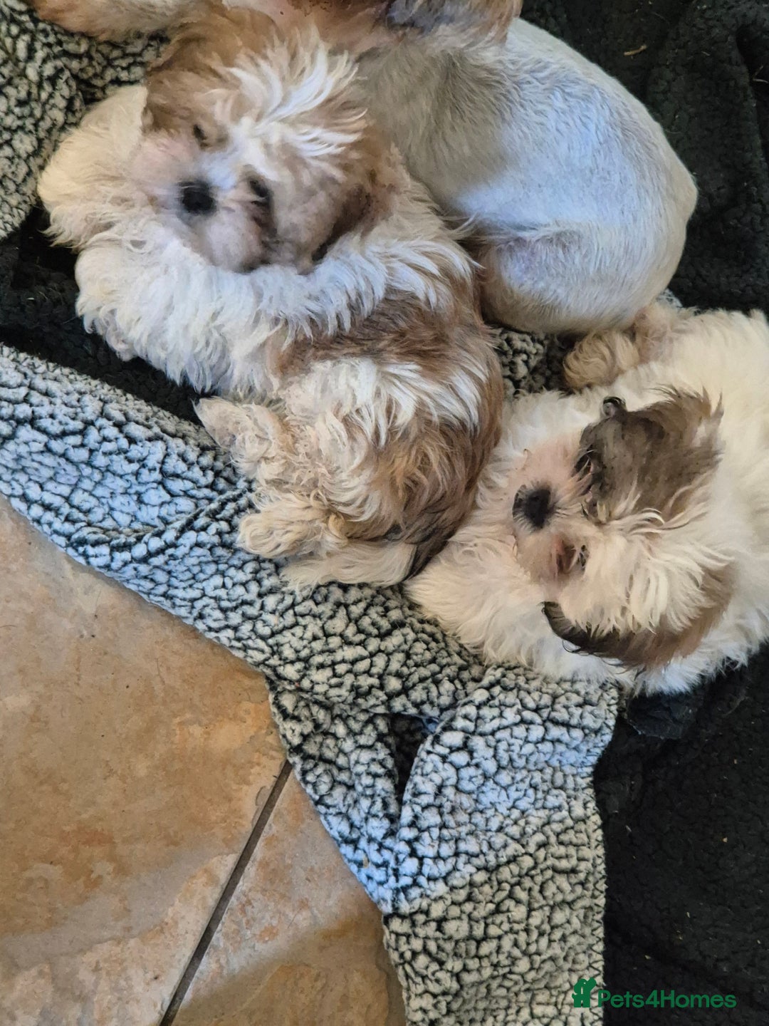 Shihpoo dogs for sale: Shipo male left  - Image 2