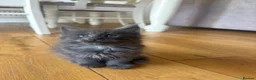Maine Coon cats for sale: Maine Coon Kittens Russian & European Champ Lines  - Advert 31