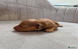 Miniature Dachshund dogs for sale: Gorgeous Long &short haired mini dachshund puppies - Image 15