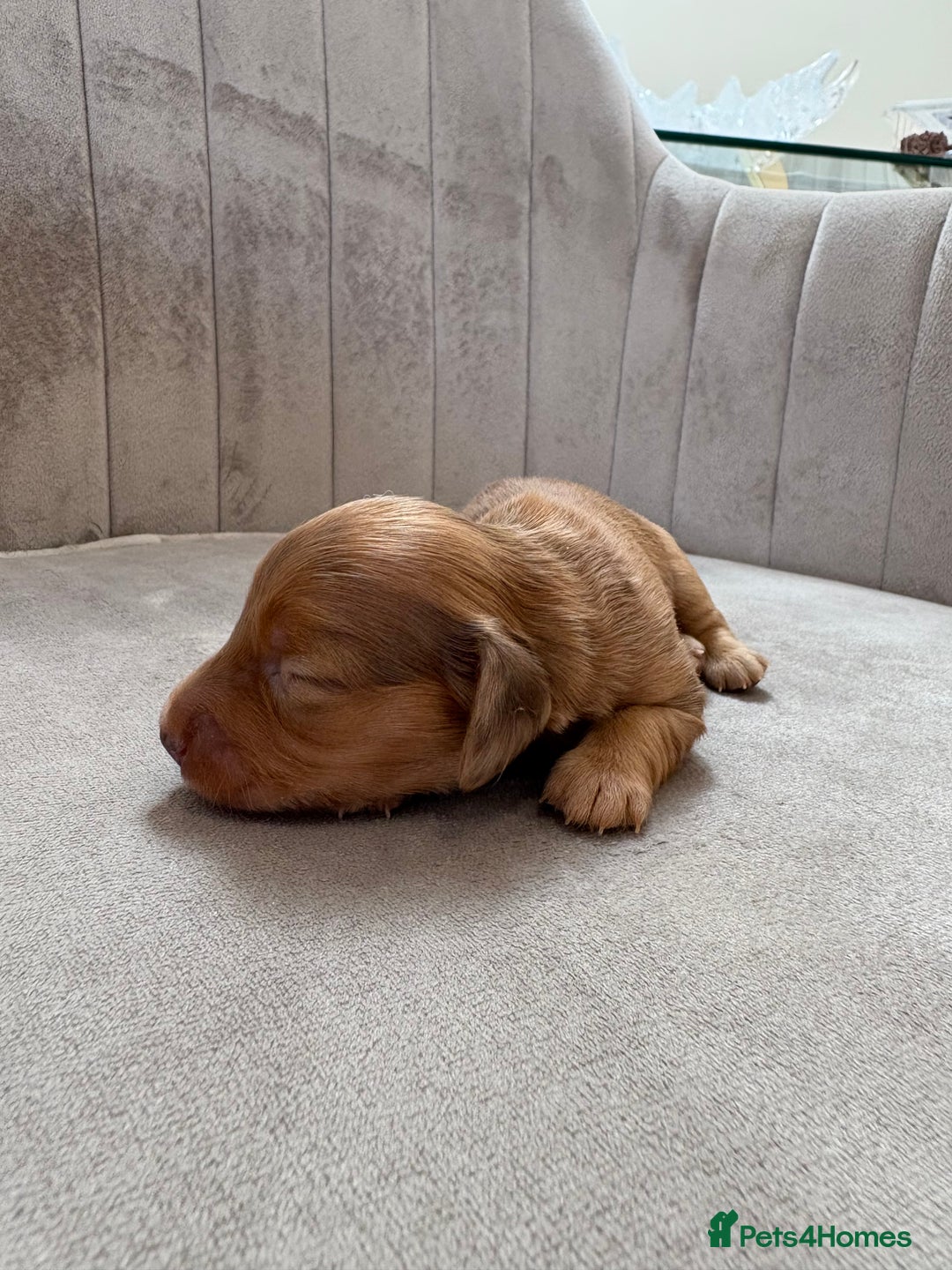 Miniature Dachshund dogs for sale: Gorgeous Long &short haired mini dachshund puppies - Image 15
