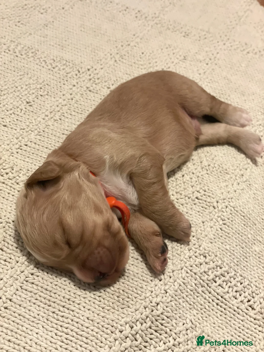 Cocker Spaniel dogs for sale: KC Working Cocker Spaniel Puppies  - Advert 4