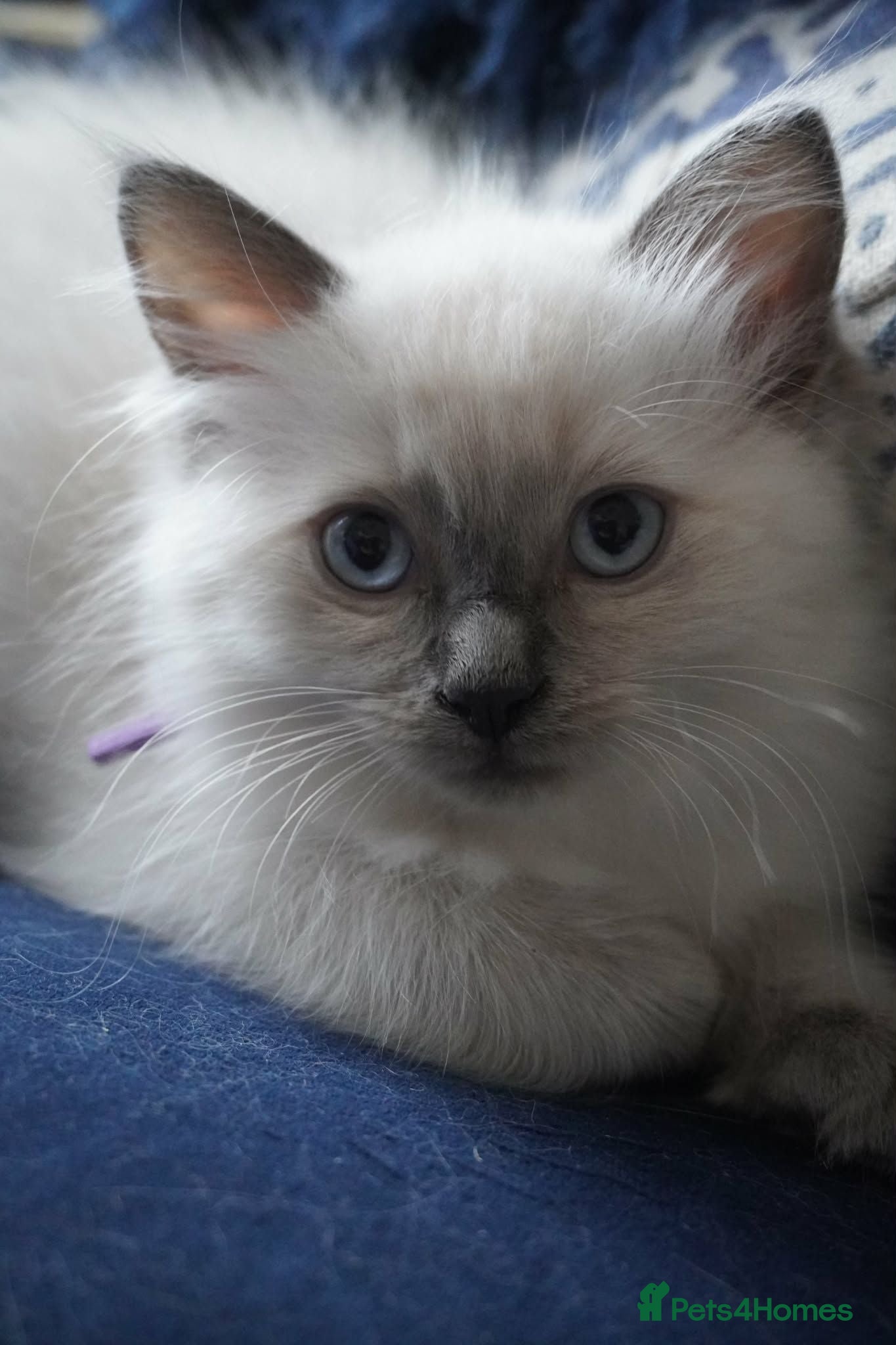 Ragdoll cats Female blue point ragdoll..Ready to leave now - Advert 16