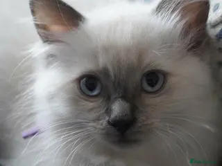 Ragdoll cats Female blue point ragdoll..Ready to leave now - Advert 5