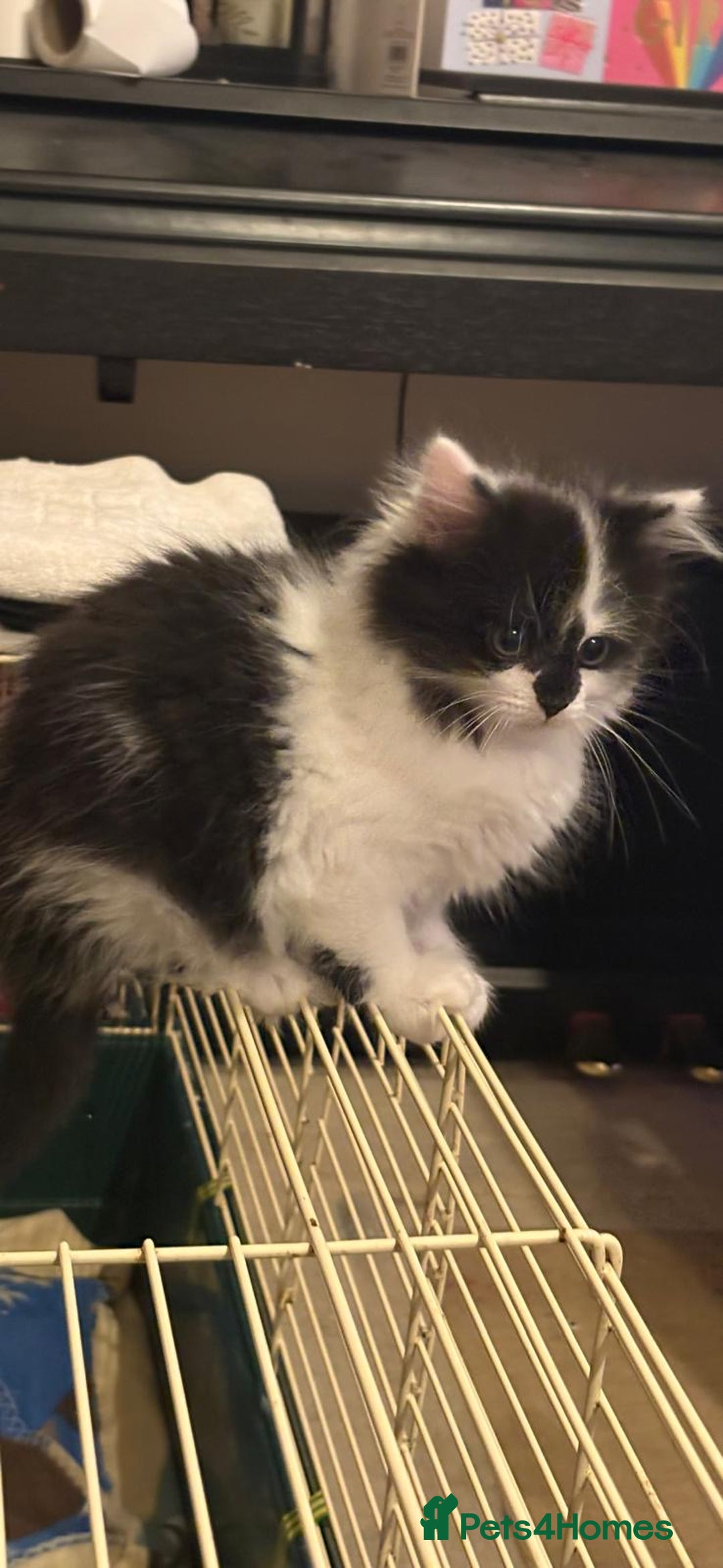 Mixed Breed cats for sale: Kittens for a good home - Advert 7