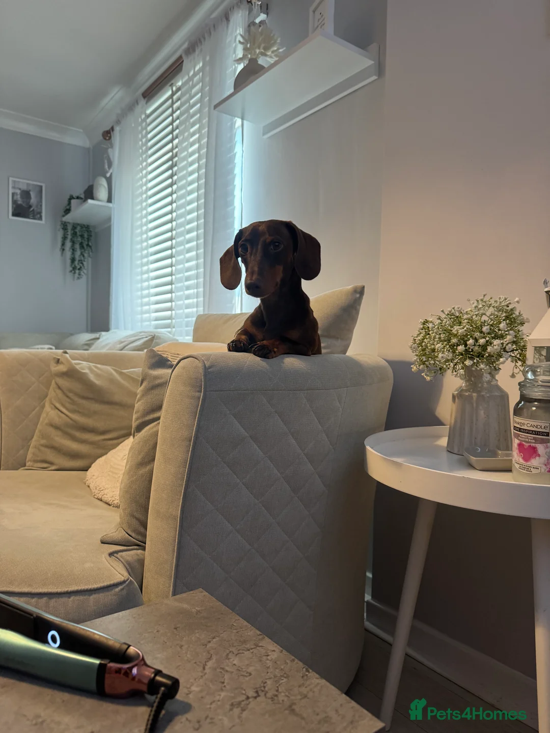 Dachshund dogs for stud: STUD ONLY (not for sale) - Advert 4