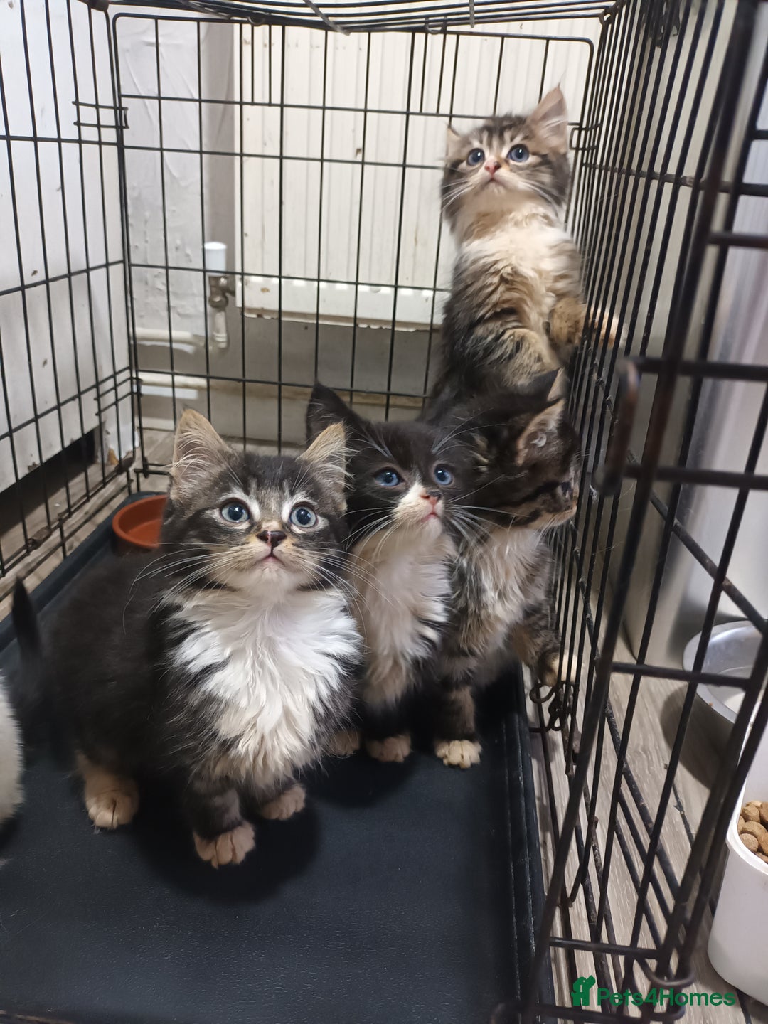 Mixed Breed cats for sale: 5 beautiful kittens ready for the forever home. - Image 2