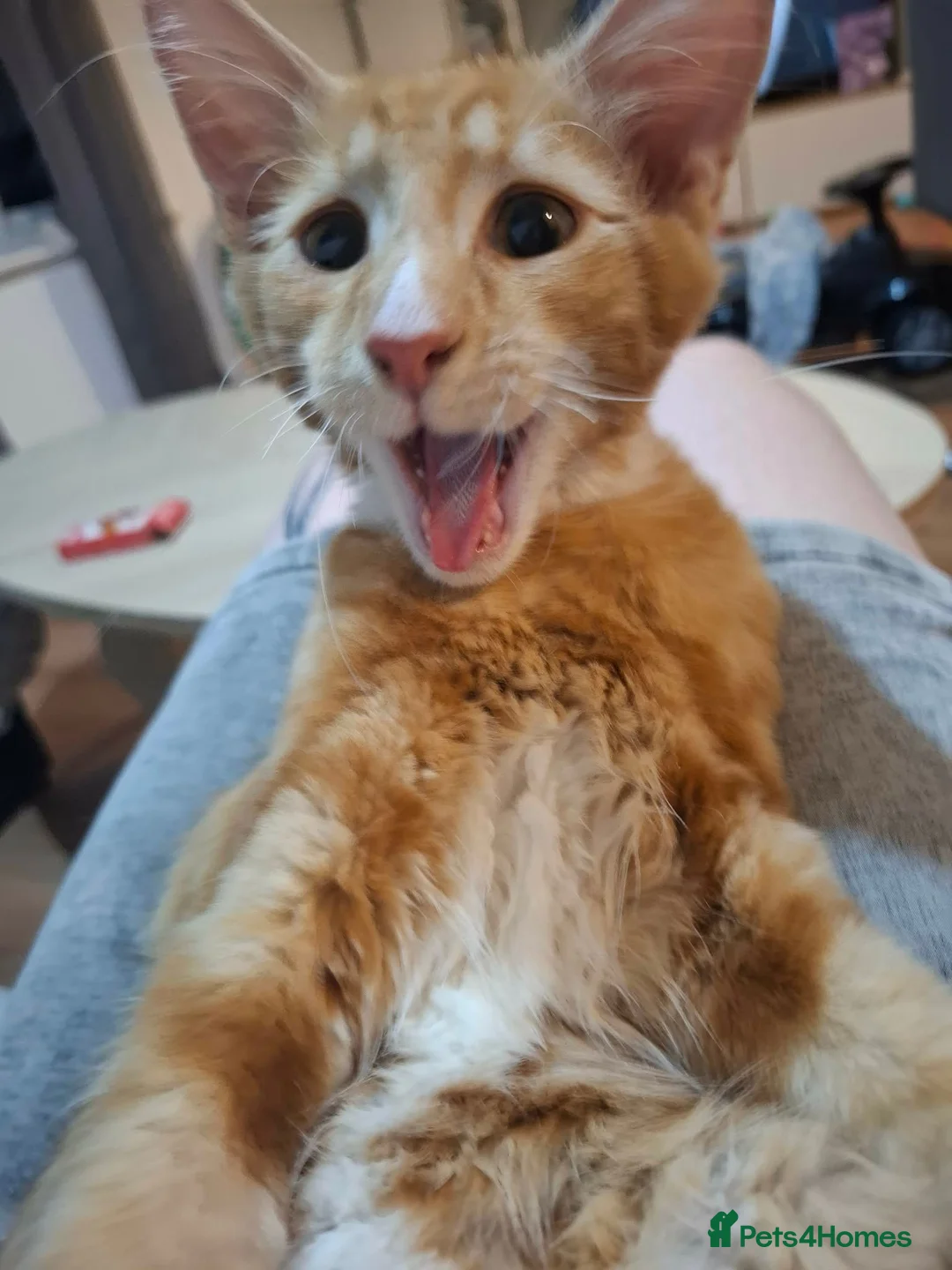 Mixed Breed cats for sale: Cheeto in Evesham - Advert 2