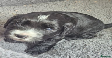 Cocker Spaniel dogs - Advert 1