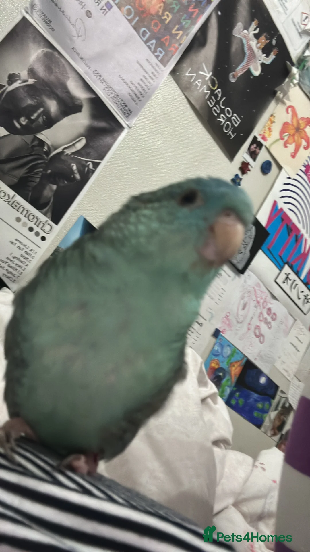 Parakeets birds for sale: Turquoise lineolated parakeet - Advert 2