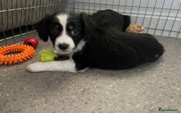Mixed Breed dogs for sale: Border collie/Cocker Spaniel  - Image 4