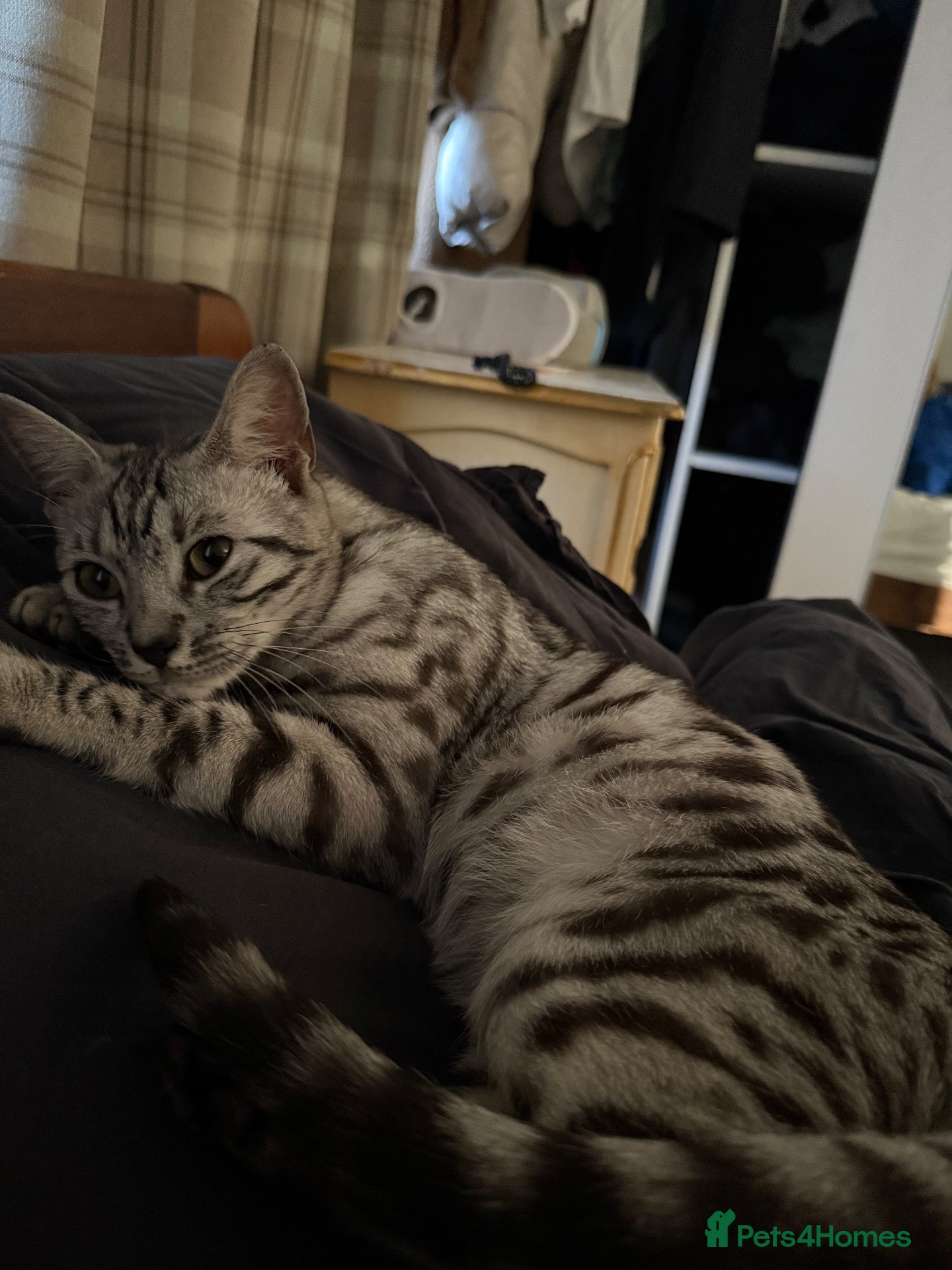 Bengal cats Bengal girl for sale  - Advert 1