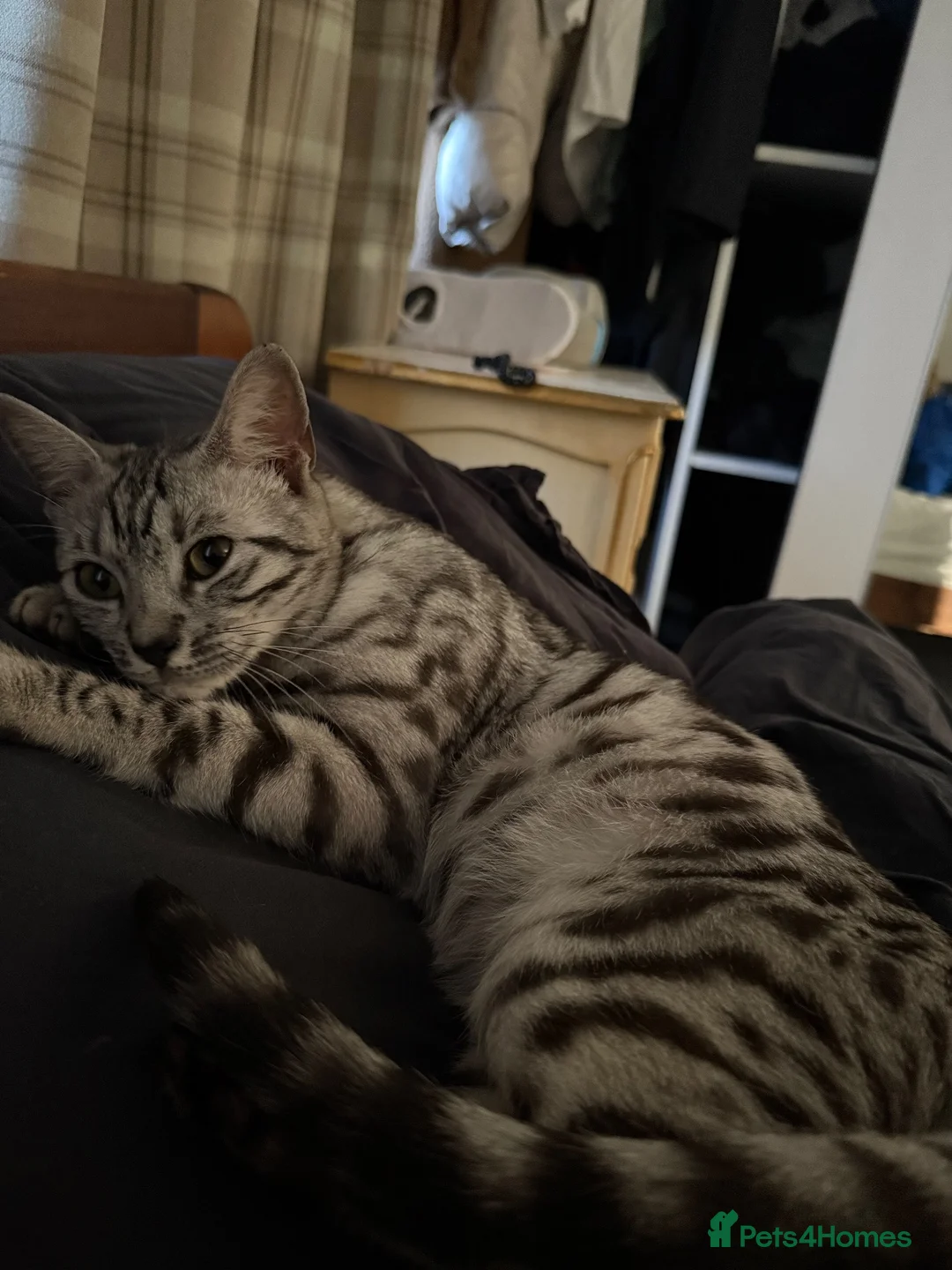 Bengal cats for sale: Bengal girl for sale  - Advert 1
