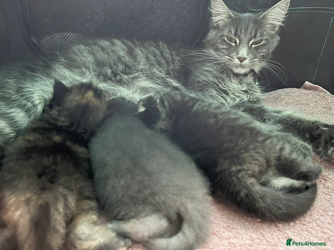 Maine Coon cats for sale: Stunning Maine Coon Kittens in West Wickham - Advert 2