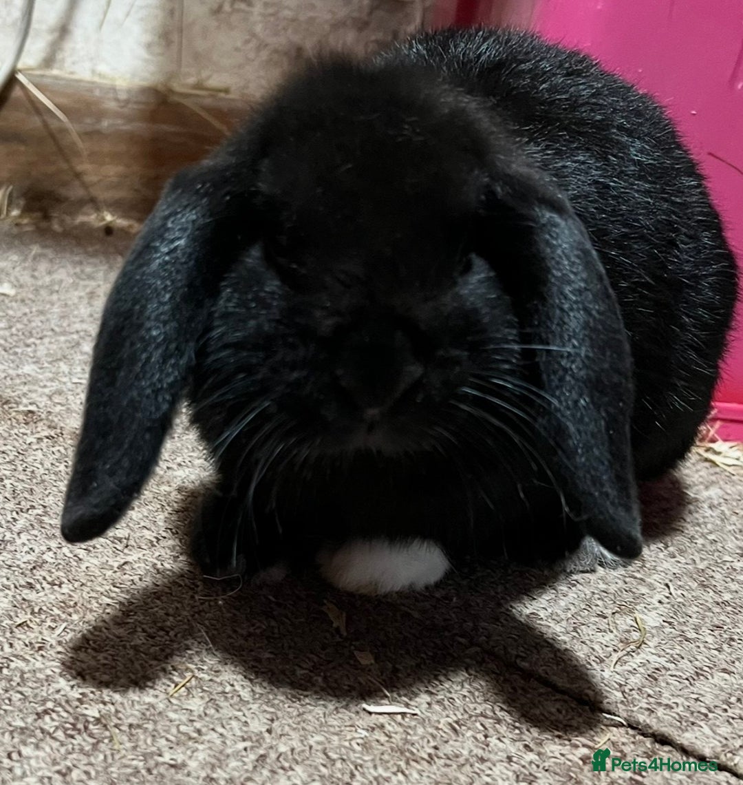 Mini Lop rabbits for sale: Mini lop rabbit NOW SOLD - Advert 2