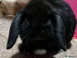 Mini Lop rabbits Mini lop rabbit ready now! 27th December - Advert 12