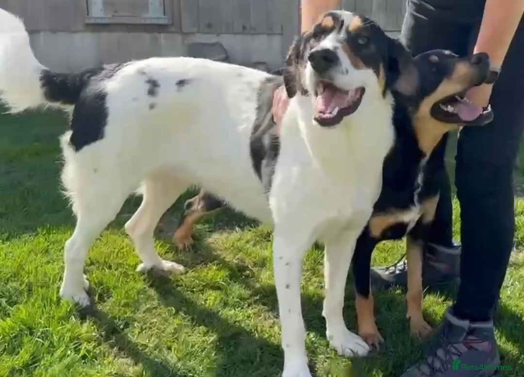 Mixed Breed dogs for adoption: Treacle is waiting for someone to love him 💔 - Advert 15