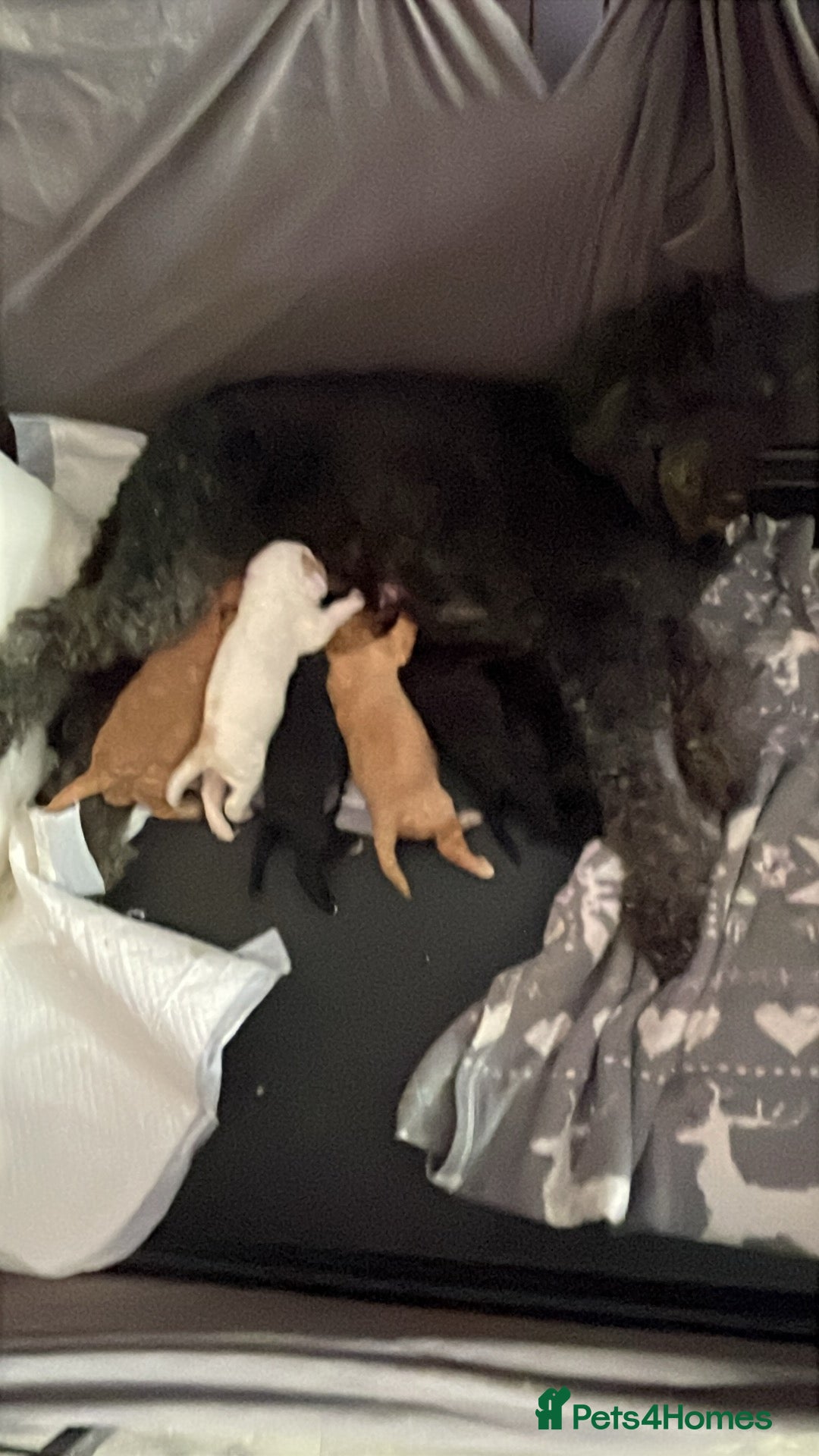 Cockapoo dogs for sale: Cockerpoos - Image 10