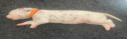 Dalmatian dogs for sale: Exceptional KC Liver Spotted Dalmatian Puppies in Worcester - Advert 20