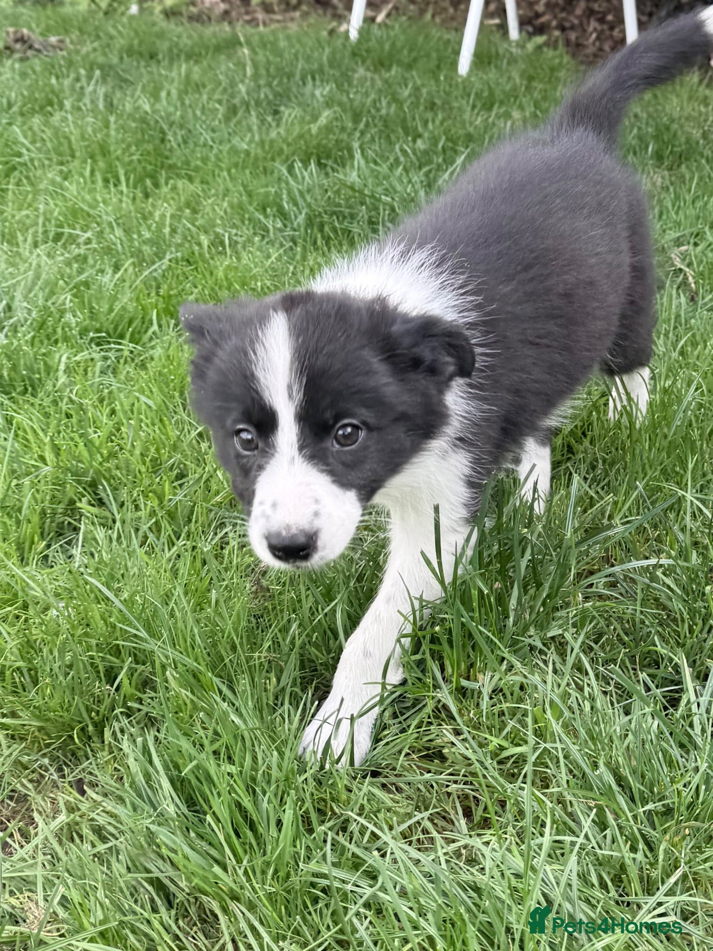 Border Collie dogs Beautiful border collie puppies - Advert 1