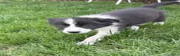 Border Collie dogs for sale: Beautiful border collie puppies - Advert 1