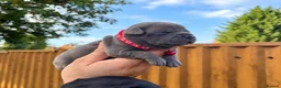 Staffordshire Bull Terrier dogs for sale: SOLID BLUE TEDDY BEARS 🧸  - Advert 3